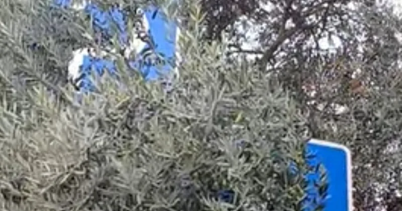 Yol nişanları görünmür, cərimə riski artır FOTO