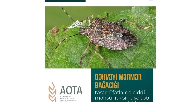 Qəhvəyi mərmər bağacığına qarşı mübarizə üsulları