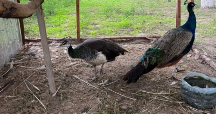Sabirabadda restoranda 20 heyvanın qanunsuz saxlanıldığı aşkarlandı FOTO