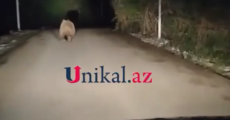 Qubada ayı göründü VİDEO