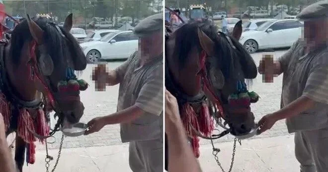 Toyda ata pivə verib kefləndirdilər: Heyvan əslində alkaş imiş...