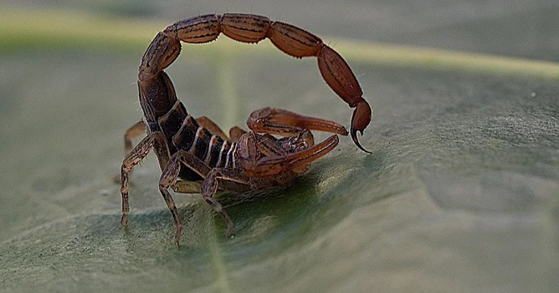 Məşhur müğənnini ƏQRƏB sancdı FOTO KONKRET
