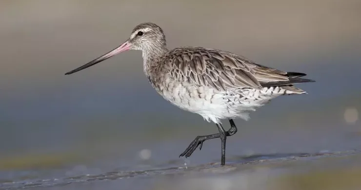 Dayanmadan 11 min kilometr uçur: uçuş zamanı öz orqanlarını “yeyən” quş
