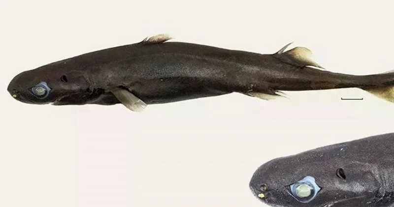 Yeni akula növü kəşf edildi