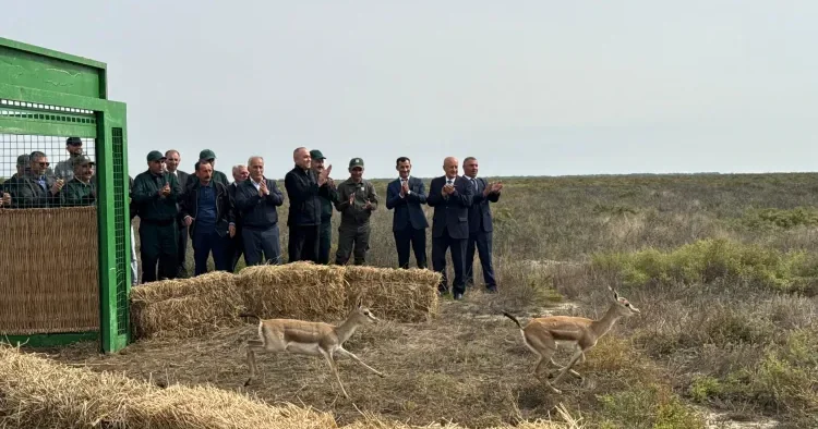 Ağgöl Milli Parkına 7 baş ceyran buraxıldı FOTO