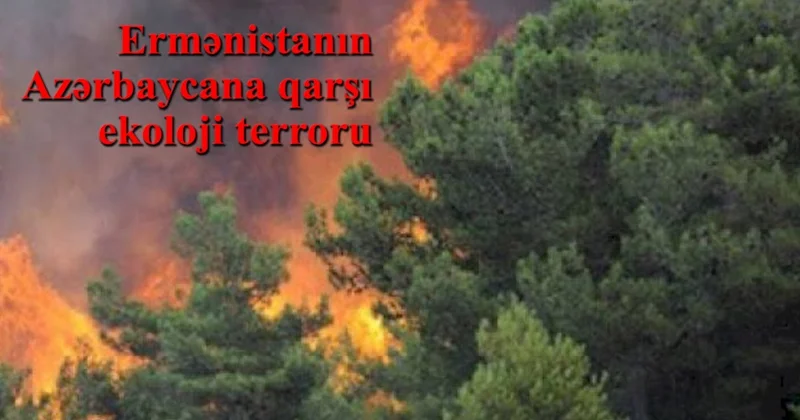 Dağıdılan 60 min hektardan çox meşə fondu