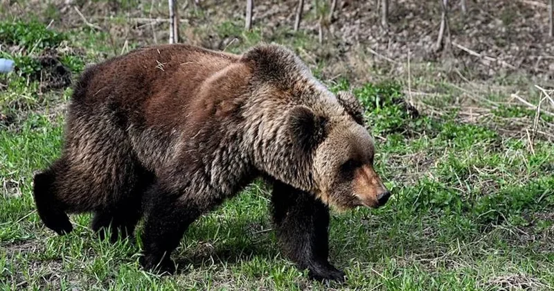 Медведь разрыл могилу на кладбище в Магадане и утащил тело женщины