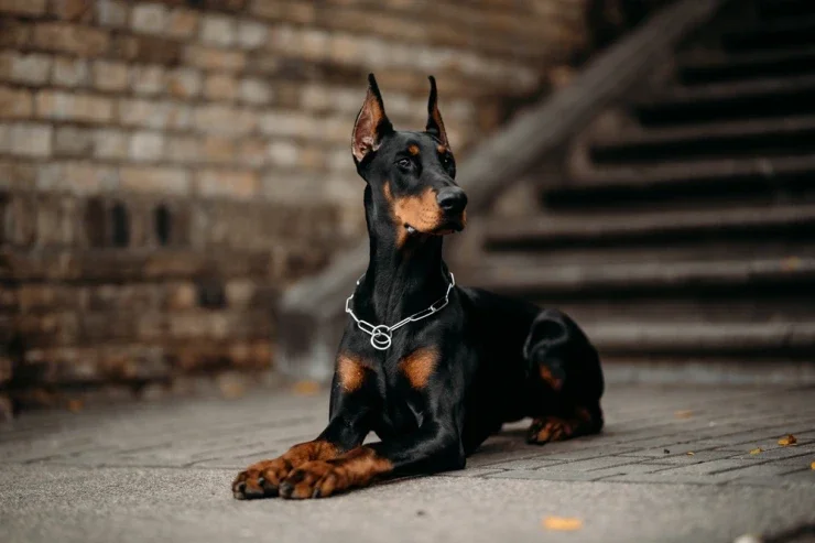 Bakıda doberman oğurlandı