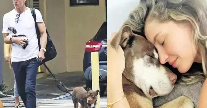 Ölmüş itini klonlaşdırdı