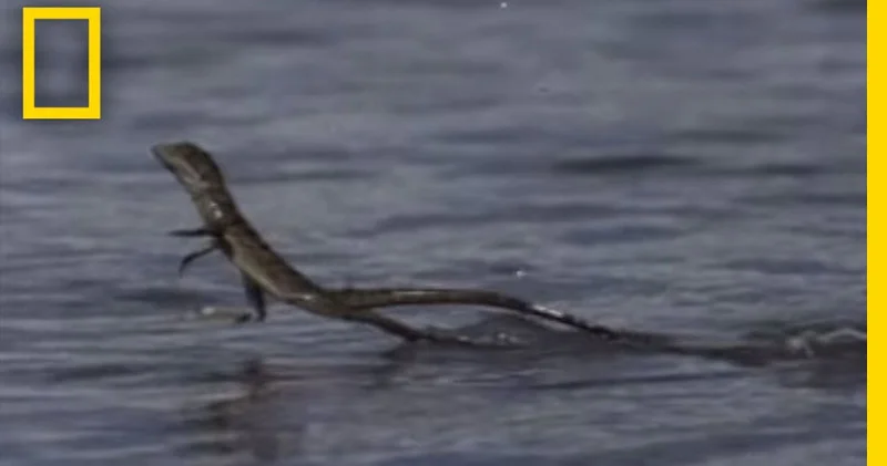 Suda İsa kimi yeriyə bilir: dünyanın ən qeyri adi canlısı (VİDEO)