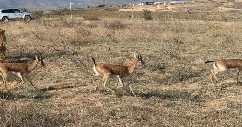 Cəbrayıla yeddi baş ceyran buraxıldı FOTO