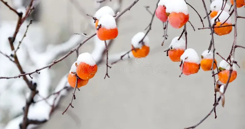 Первые заморозки уже на пороге