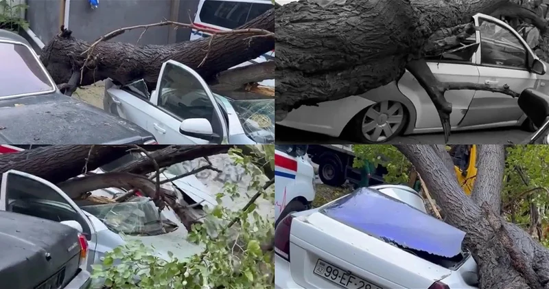 В Баку дерево упало на иномарку ВИДЕО