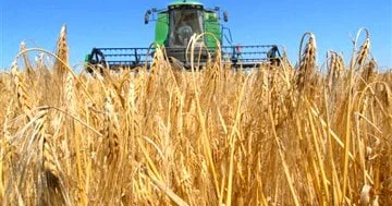 Onlarla ölkə Rusiya buğdasının alışını dayandırıb...