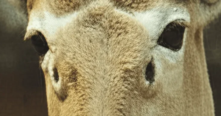 Dörd gözlü heyvanın nəsli tükənir : Ondan cəmi bir neçə yüz ədəd var