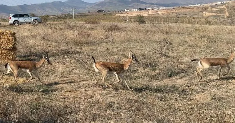 В Джебраиле восстанавливается популяция джейранов ФОТО
