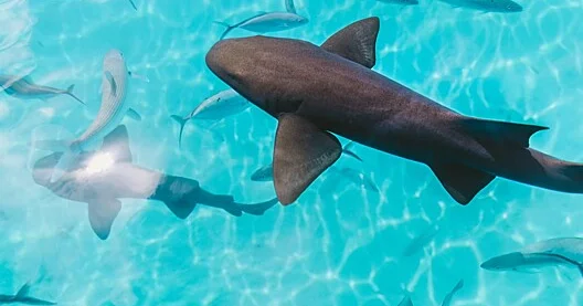 Köpəkbalıqları niyə su altında çevrildikdə donur?