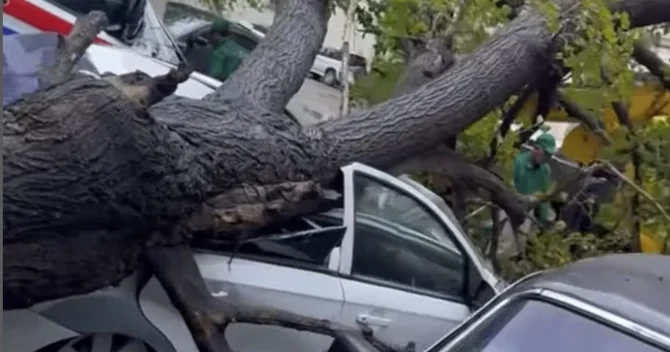 Bakıda ağac avtomobilin üzərinə aşdı