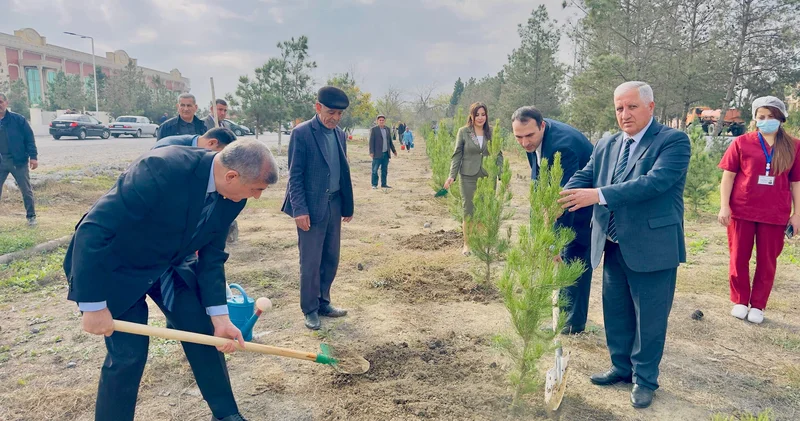 Şirvanda ağacəkmə aksiyası