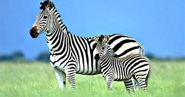 Niyə insanlar zebralara minmirlər?