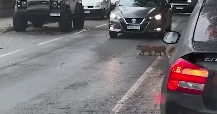 В Бразилии капибары устроили автомобильную пробку ВИДЕО