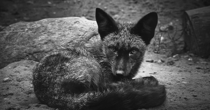 Moskvalı mənzilində təsərrüfat yaradıbmış...