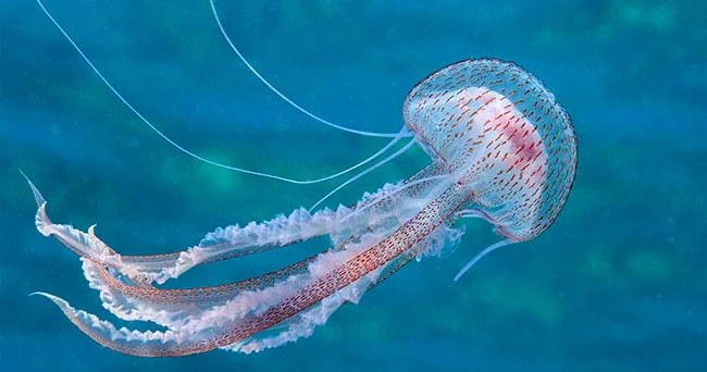 Çin alimləri demək olar ki, gerçəyindən seçilməyən bionik meduza yaradıblar