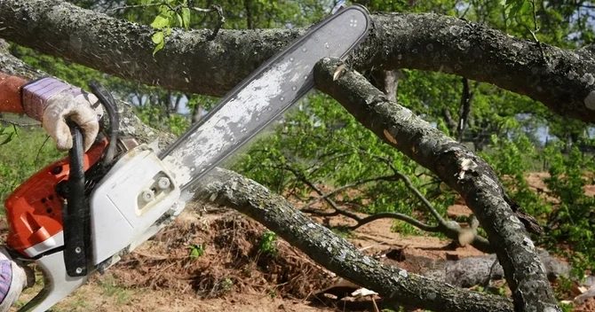 Zərdabda qanunsuz ağac kəsən şəxs saxlanılıb