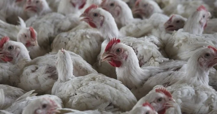 İspaniyada da quş qripilə bağlı həyəcan siqnalı verilib