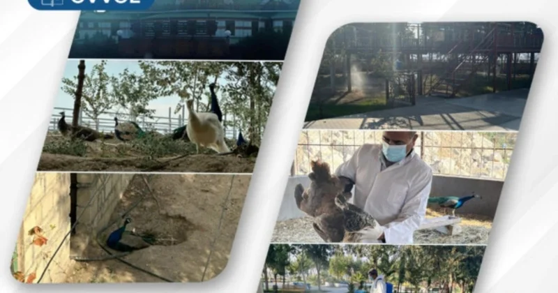 Ailəvi istirahət mərkəzindəki quşlar aidiyyəti üzrə təhvil verildi