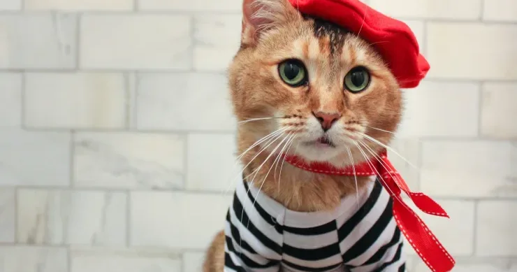 Fransa vətəndaşı pişiyinə görə ciddi ziyana düşdü