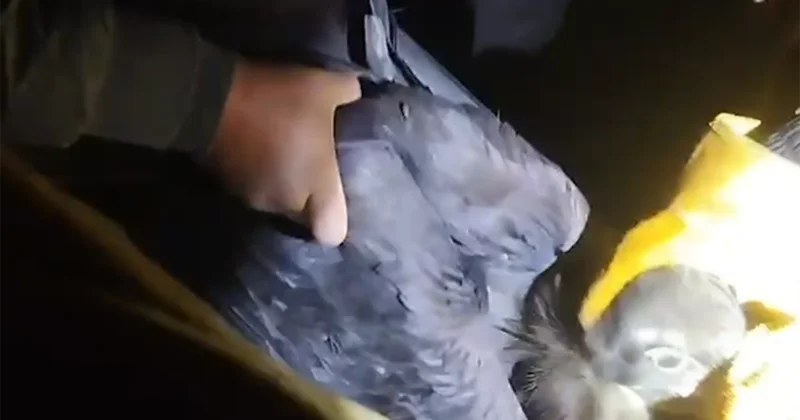 Qara kərkəsi belə xilas etdilər Video