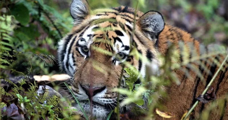 Qazaxıstan Rusiyadan pələng alır