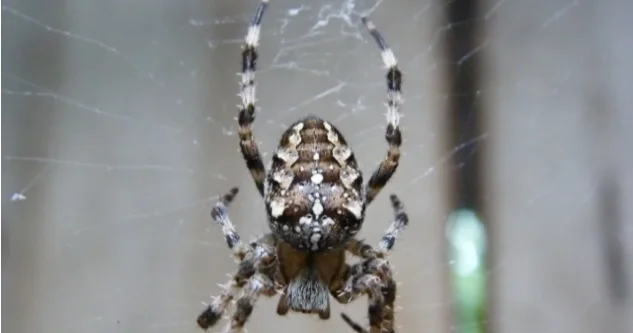 Mağarada dünyanın ən böyük hörümçək toru tapıldı
