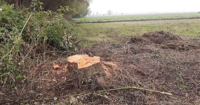 Sağlam söyüd ağaclarını kəsən şəxs saxlanıldı