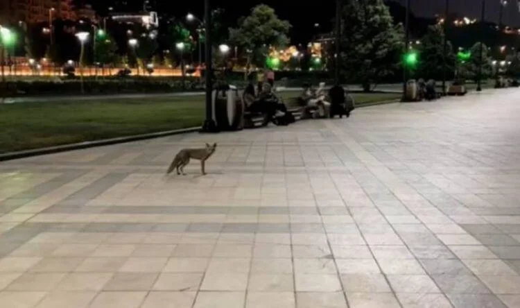 Bulvar, yoxsa meşə Tülkülərlə bağlı niyə tədbir görülmür?