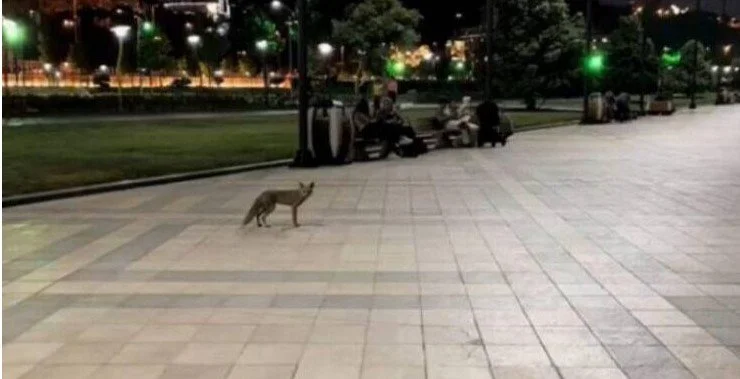 Bulvar, yoxsa meşə Tülkülərlə bağlı niyə tədbir görülmür?