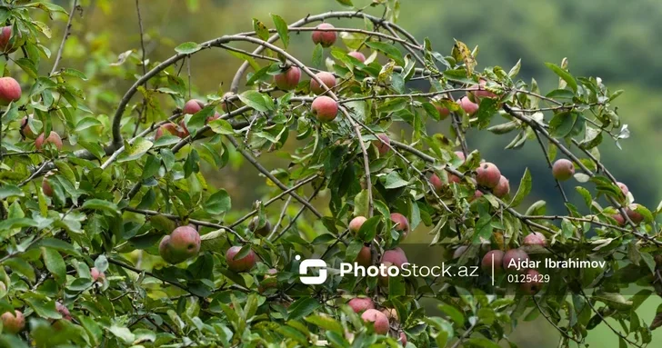 Загатальское чудо яблоня дала второй урожай