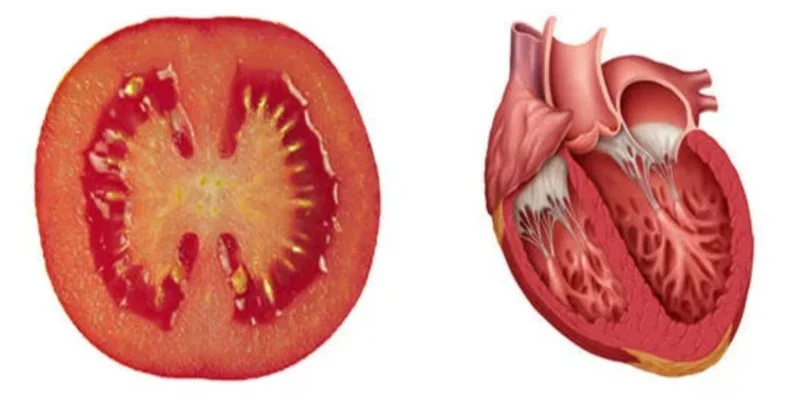 Orqanlara bənzəyən qidalar