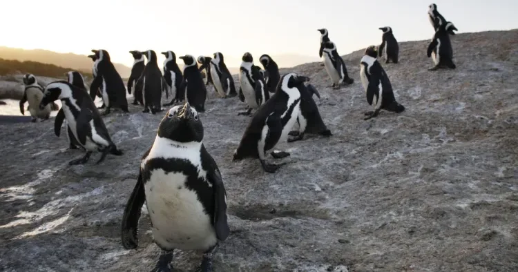 Afrika pinqvinlərinin nəsli kəsilə BİLƏR