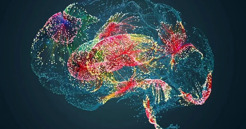 Alimlərdən vacib kəşf: Bu 4 yaş beynimiz üçün çox önəmlidir