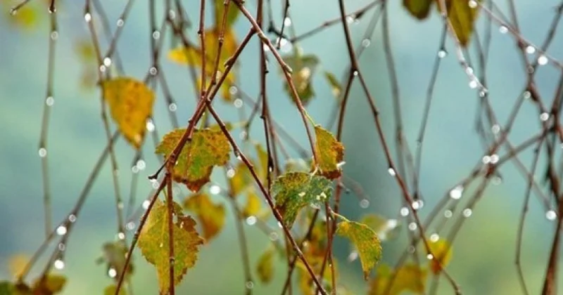 В Баку будет изморось, в регионах ливни
