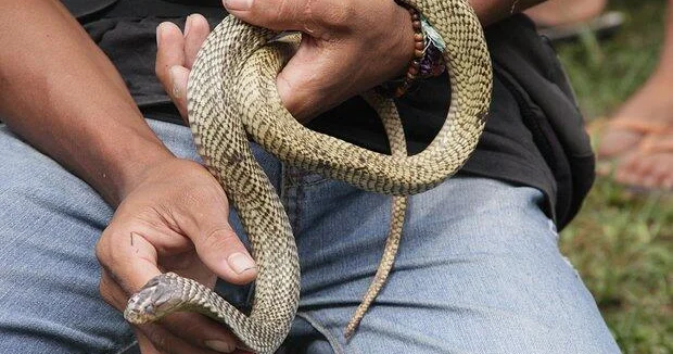 Мужчина сделал искусственное дыхание змее