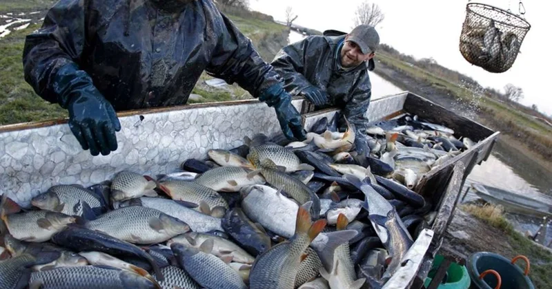Xəzərdə balıq böhranı Vacib addımlar atılacaq