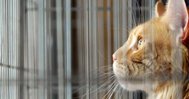 Qorxudan göz yaşlarına boğulan PİŞİK VİDEO