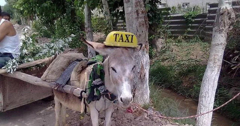 Samuxda maşın eşşək arabasına çırpıldı Xəsarət alanlar var