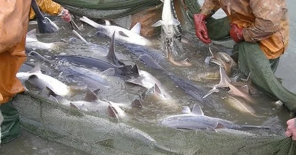 Xəzərdə balıq böhranı: Türkiyədən elm adamları da işə qoşuldu