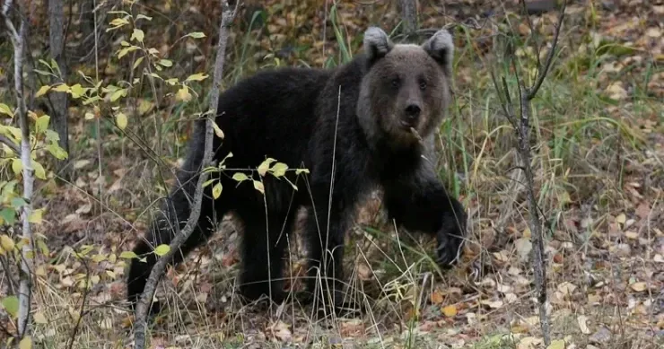 Ayı hücumları rekord həddə çatdı 230 hücum, 13 ölü