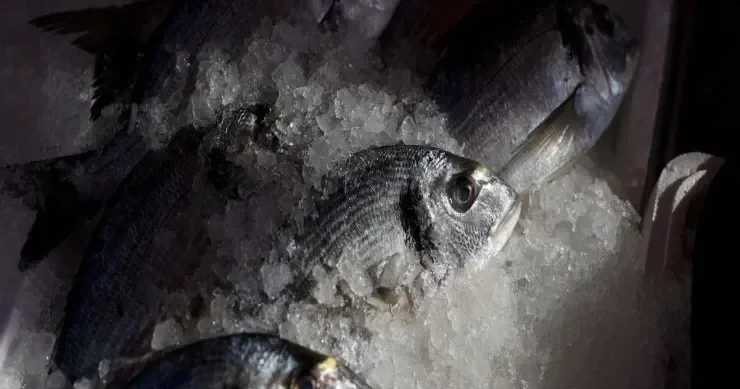 Donmuş balğı xarab etmədən necə əritmək olar?