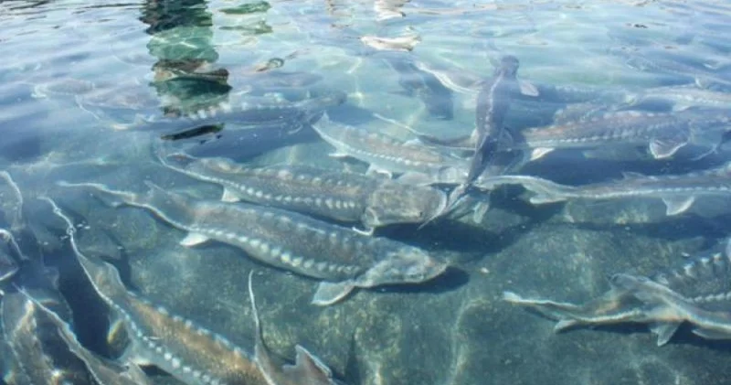 Xəzərdə nərə və qızıl balıqların kökü kəsilib?